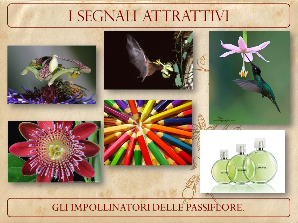 Le Passiflora, conferenze e proiezioni di Maurizio Vecchia